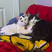 Wrigley joined the competition — help win amazing prizes! cat, cats, black_and_white, white_cat, black_cat, collar, spiderman_tag, blanket, red_chair, snuggling, feline, pet, indoor, cute, cozy, fur, resting, domestic_animal, animal, relaxed