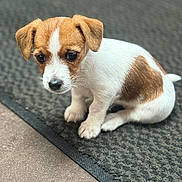 Sansa is registered to the contest to win money with this photo: puppy, dog, brown_and_white, cute, pet, animal, sitting, indoor, mat, floor, fur, small, young, looking_down, adorable, canine, domestic_animal, companion, quiet, texture