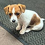 puppy, dog, brown_and_white, cute, pet, animal, sitting, indoor, mat, floor, fur, small, young, looking_down, adorable, canine, domestic_animal, companion, quiet, texture