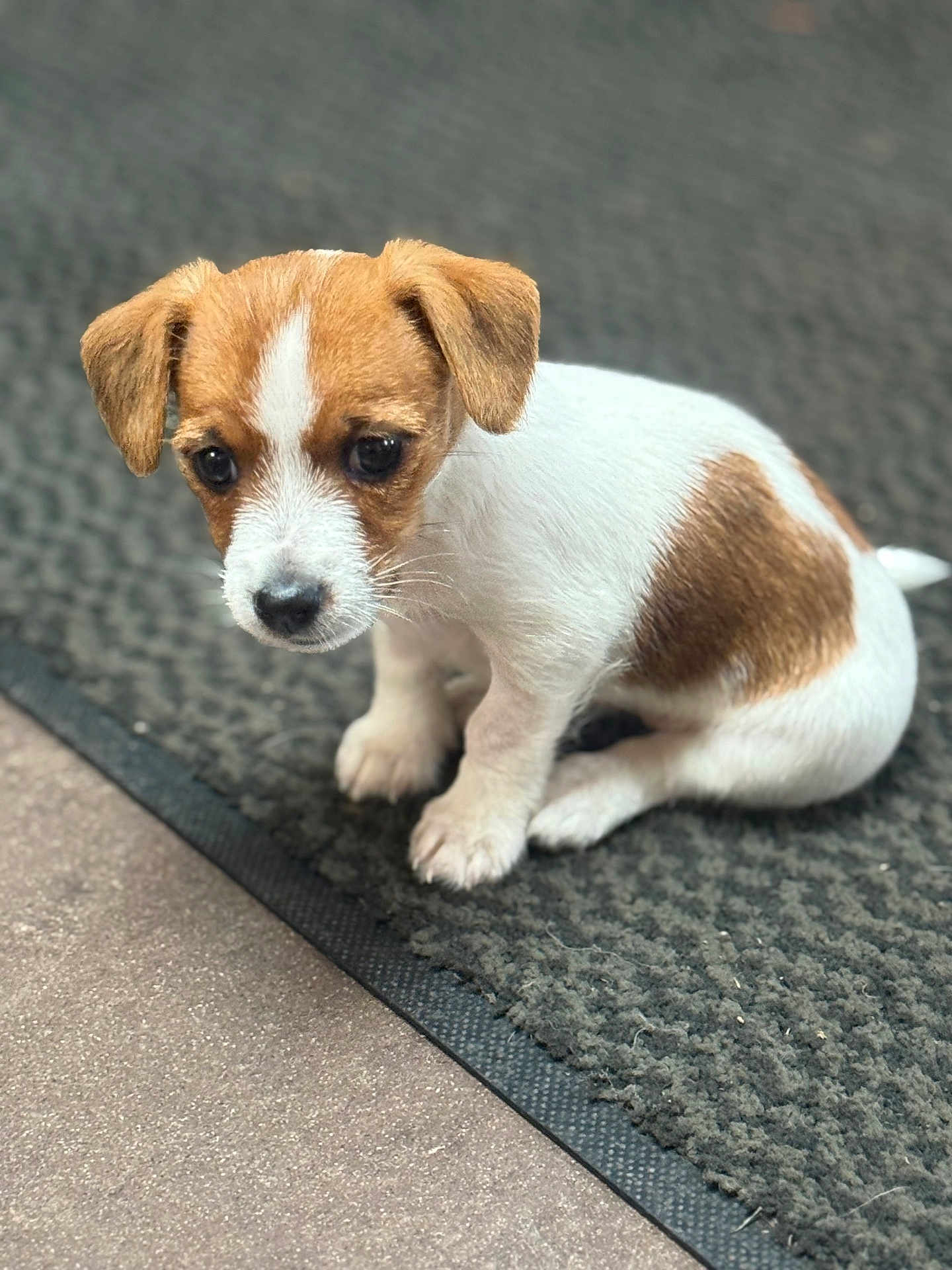 Sansa is registered to the contest to win money with this photo: puppy, dog, brown_and_white, cute, pet, animal, sitting, indoor, mat, floor, fur, small, young, looking_down, adorable, canine, domestic_animal, companion, quiet, texture
