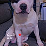 dog, puppy, pit_bull, white_dog, black_patch, floppy_ears, sitting, couch, indoor, pet, canine, animal, portrait, close_up, brown_eyes, black_nose, paws, cute, home, date_stamp