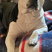 Bluebelle joined the competition — help win amazing prizes! animal, black_and_white, blanket, canine, comfortable, companion, couch, cozy, dog, friendly, fur, home, indoors, leather, looking, paw, pet, portrait, relaxed, seated