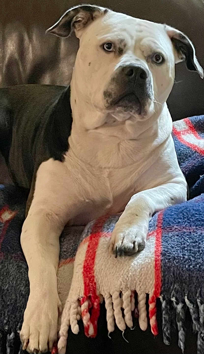 Bluebelle