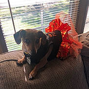 Lucy is registered to the contest to win money with this photo: dog, pet, costume, halloween, orange, black, couch, window, blinds, indoor, animal, small_dog, fabric, texture, tag, light, shadow, relaxing, festive, decor
