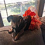 dog, pet, costume, halloween, orange, black, couch, window, blinds, indoor, animal, small_dog, fabric, texture, tag, light, shadow, relaxing, festive, decor