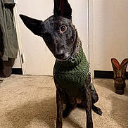 Nadja is registered to the contest to win money with this photo: boots, brown_dog, carpet, chain_collar, closeup, collar, curious, dog, door, ears, floor, furniture, green_sweater, head_tilt, indoor, pet, portrait, shadow, sweater, wall