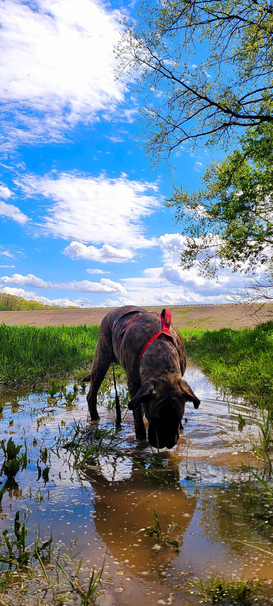 Daenerys is registered to the contest to win money with this photo: canidae, carnivore, cloud, cumulus, dog, dog_breed, fawn, grass, grassland, gun_dog, lake, landscape, natural_landscape, plant, sky, sporting_group, terrestrial_animal, tree, water, working_animal