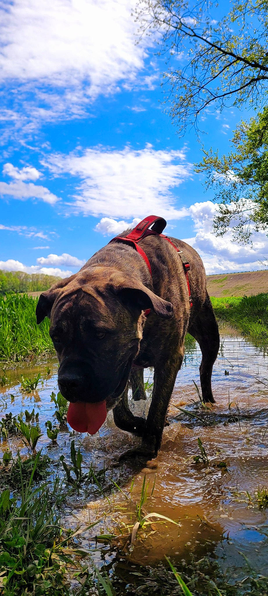 Daenerys joined the competition — help win amazing prizes! canidae, carnivore, cloud, collar, dog, dog_breed, fawn, grass, grassland, landscape, liver, natural_landscape, plant, sky, snout, sporting_group, terrestrial_animal, tree, water, working_animal