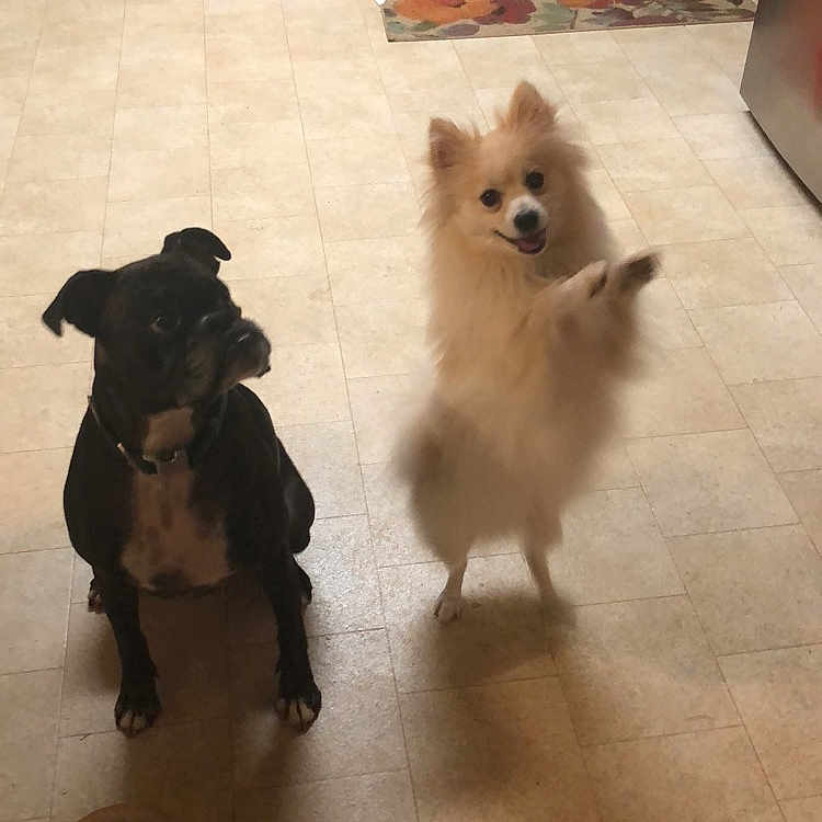 Elmer is registered to the contest to win money with this photo: carnivoran, companion_dog, dog, dog_breed, dog_breed_group, dog_like_mammal, floor, flooring, german_spitz, german_spitz_klein, non_sporting_group, pomeranian, puppy, snout, spitz, vertebrate