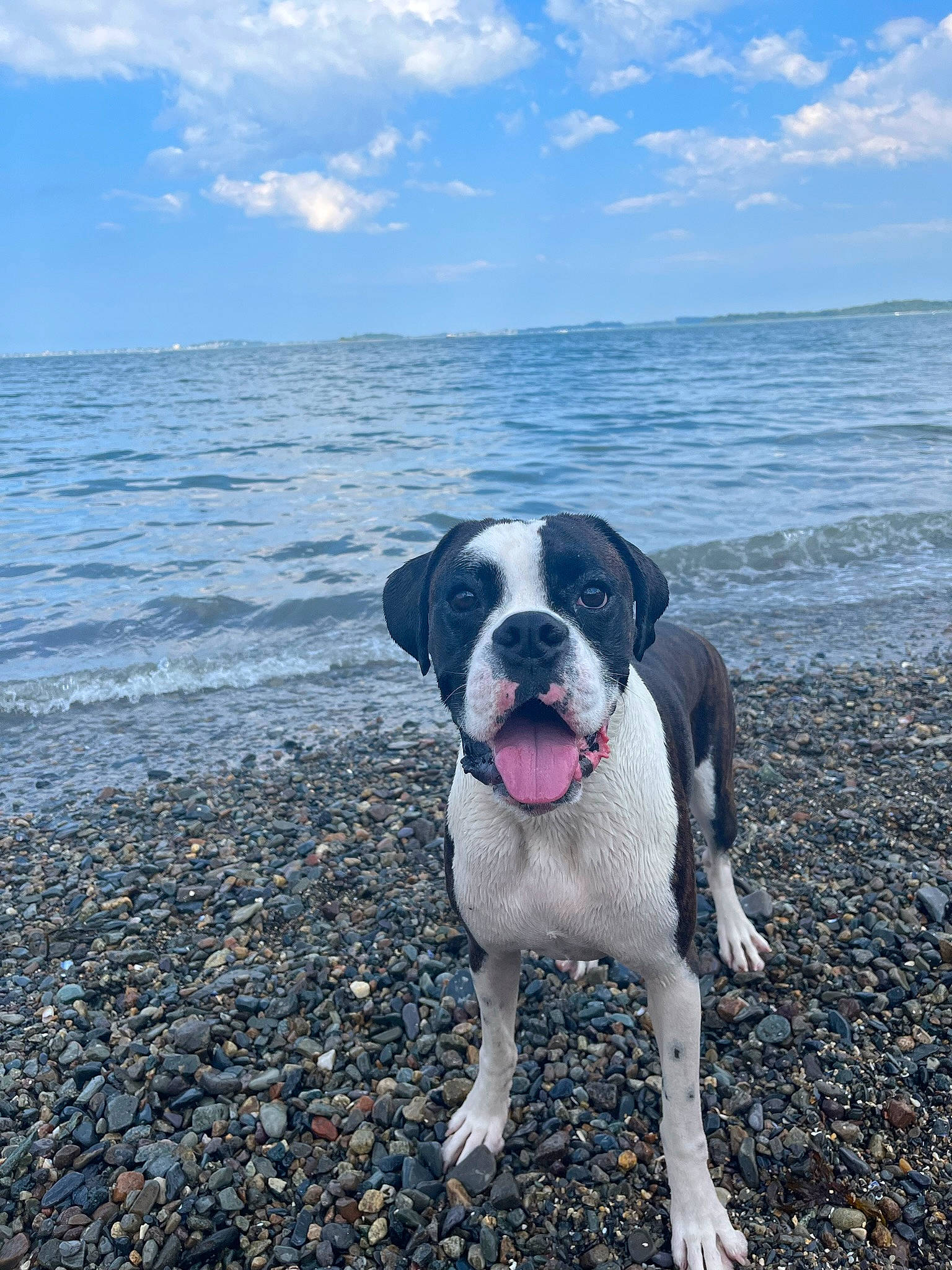 Gino joined the competition — help win amazing prizes! beach, carnivore, cloud, collar, companion_dog, dog, dog_breed, dog_collar, horizon, lake, landscape, ocean, sand, sky, soil, sporting_group, tail, water, wind_wave, working_dog