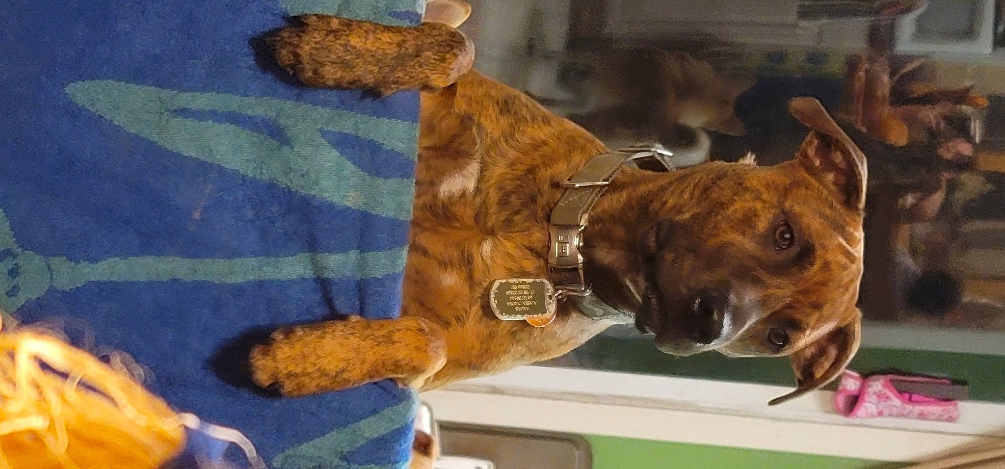 Anubis is registered to the contest to win money with this photo: boxer, canidae, carnivore, collar, companion_dog, dog, dog_breed, dog_collar, dog_supply, fawn, fur, guard_dog, liver, sporting_group, tail, terrestrial_animal, whiskers, working_animal, working_dog, wrinkle