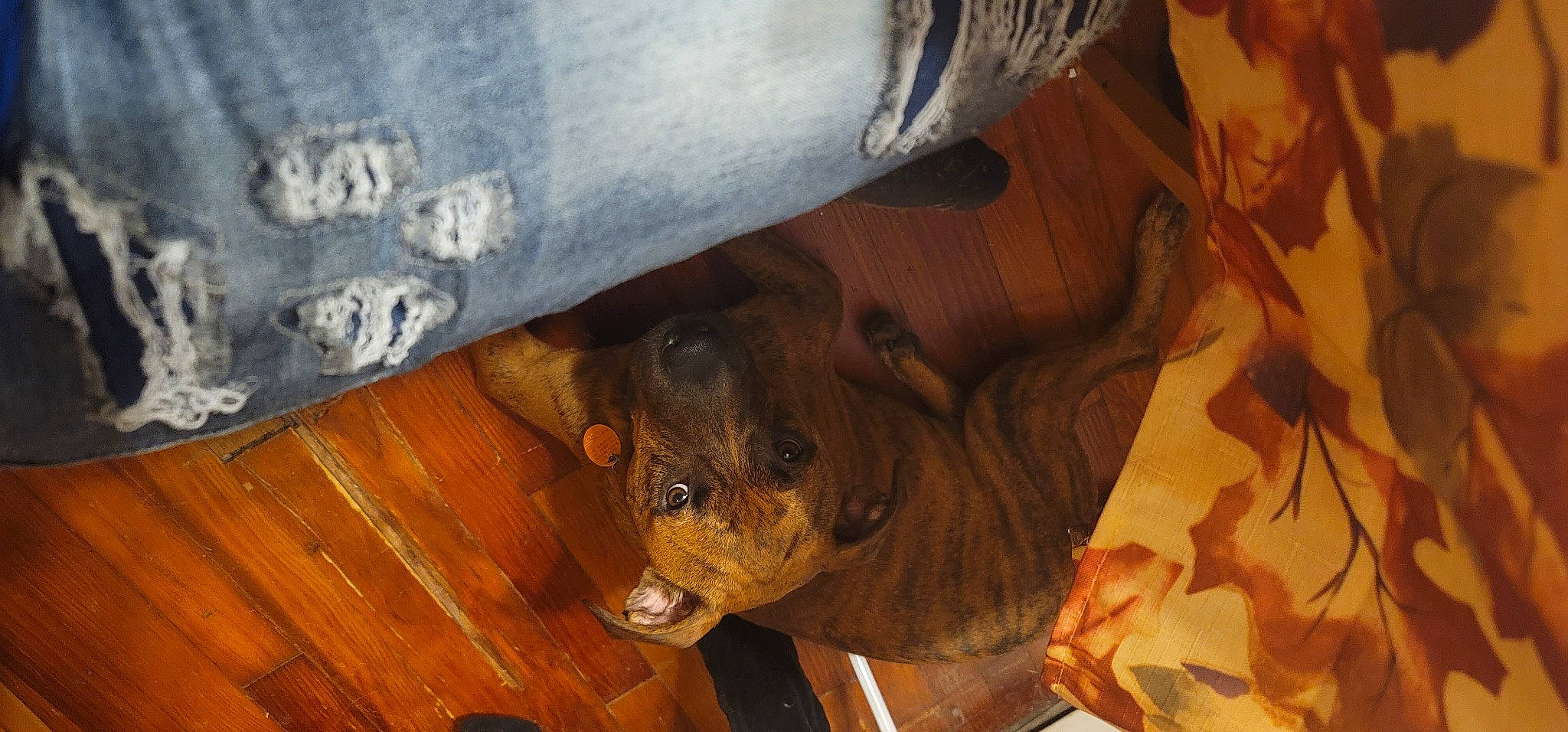 Anubis joined the competition — help win amazing prizes! canidae, carnivore, companion_dog, dog, dog_breed, fawn, flooring, fur, hardwood, liver, natural_material, snout, sporting_group, terrestrial_animal, varnish, whiskers, wood, wood_stain, working_animal, wrinkle