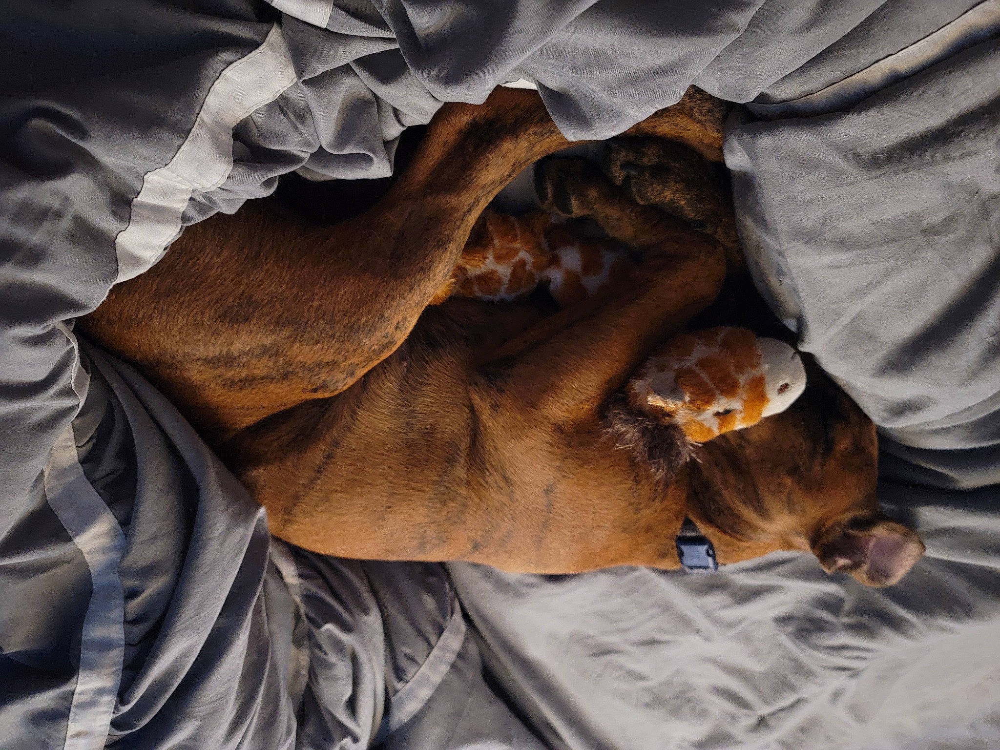 Anubis is registered to the contest to win money with this photo: canidae, carnivore, comfort, companion_dog, dog, dog_breed, fawn, felidae, fish, fur, gesture, landscape, linens, pattern, rock, sky, soil, sporting_group, whiskers, wood