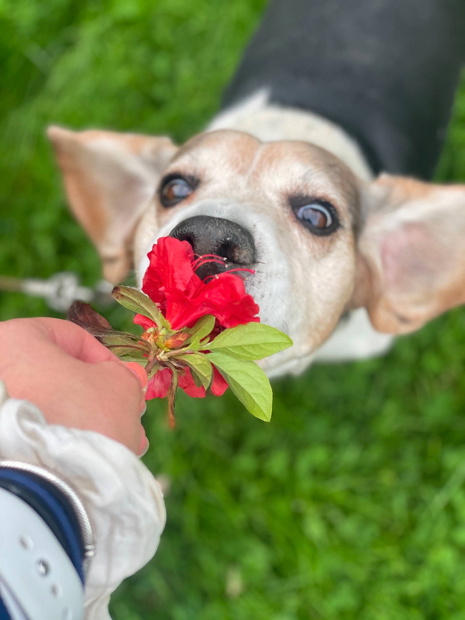 Buddy is registered to the contest to win money with this photo: ancient_dog_breeds, canidae, carnivore, collar, companion_dog, dog, dog_breed, dog_collar, dog_supply, fashion_accessory, fawn, grass, happy, non_sporting_group, people_in_nature, petal, plant, snout, sporting_group, whiskers