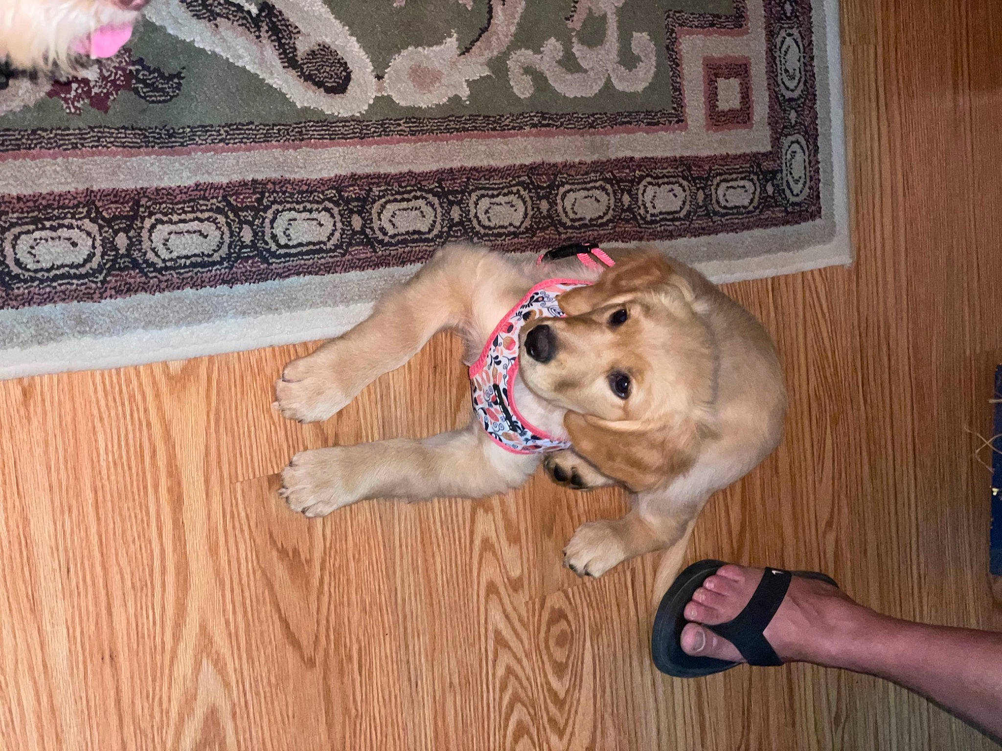 Marley joined the competition — help win amazing prizes! carnivore, companion_dog, dog, dog_breed, fawn, floor, flooring, foot, fur, hardwood, leg, paw, sandal, snout, tail, toy, wood, wood_flooring, wood_stain, working_animal