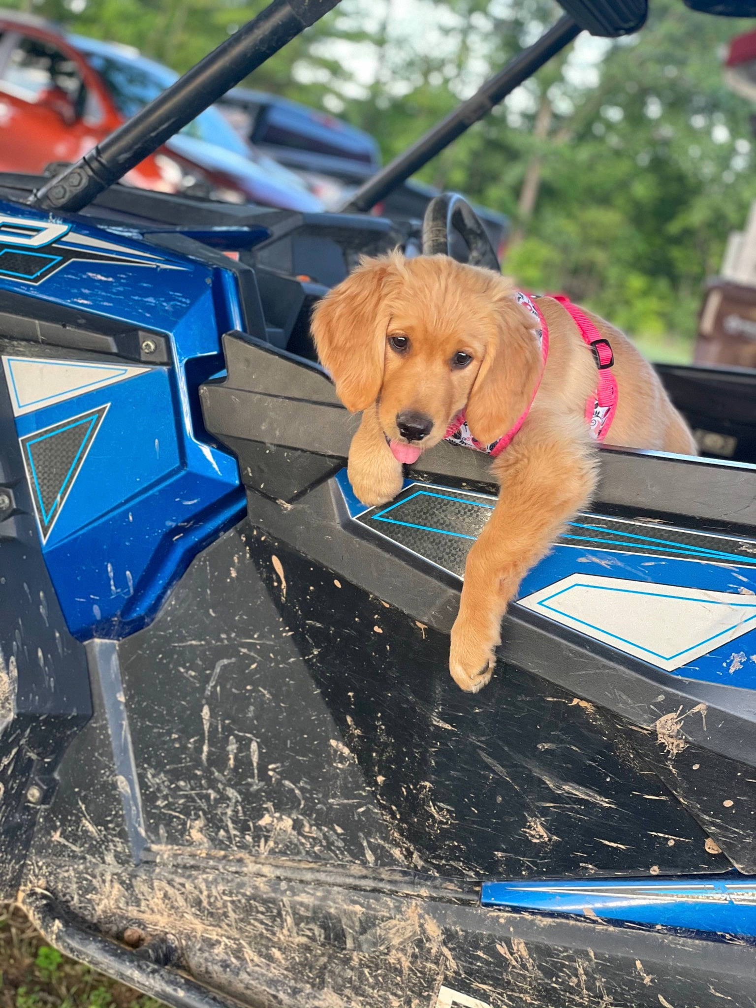 Marley joined the competition — help win amazing prizes! automotive_exterior, bumper, carnivore, collar, companion_dog, dog, dog_breed, dog_clothes, dog_collar, dog_supply, electric_blue, fawn, hat, hood, leash, motor_vehicle, pet_supply, recreation, snout, sporting_group