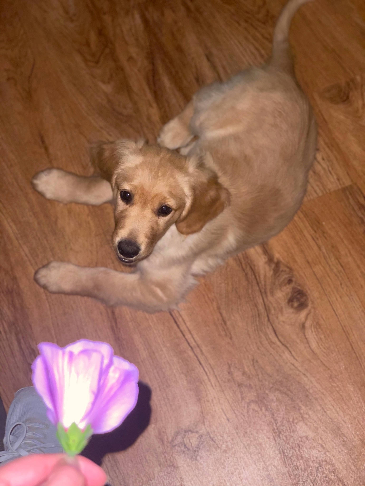 Marley joined the competition — help win amazing prizes! carnivore, companion_dog, dog, dog_breed, dog_supply, fawn, floor, flooring, flower, hardwood, herbaceous_plant, paw, petal, plant, sporting_group, tail, varnish, wood, wood_flooring, wood_stain