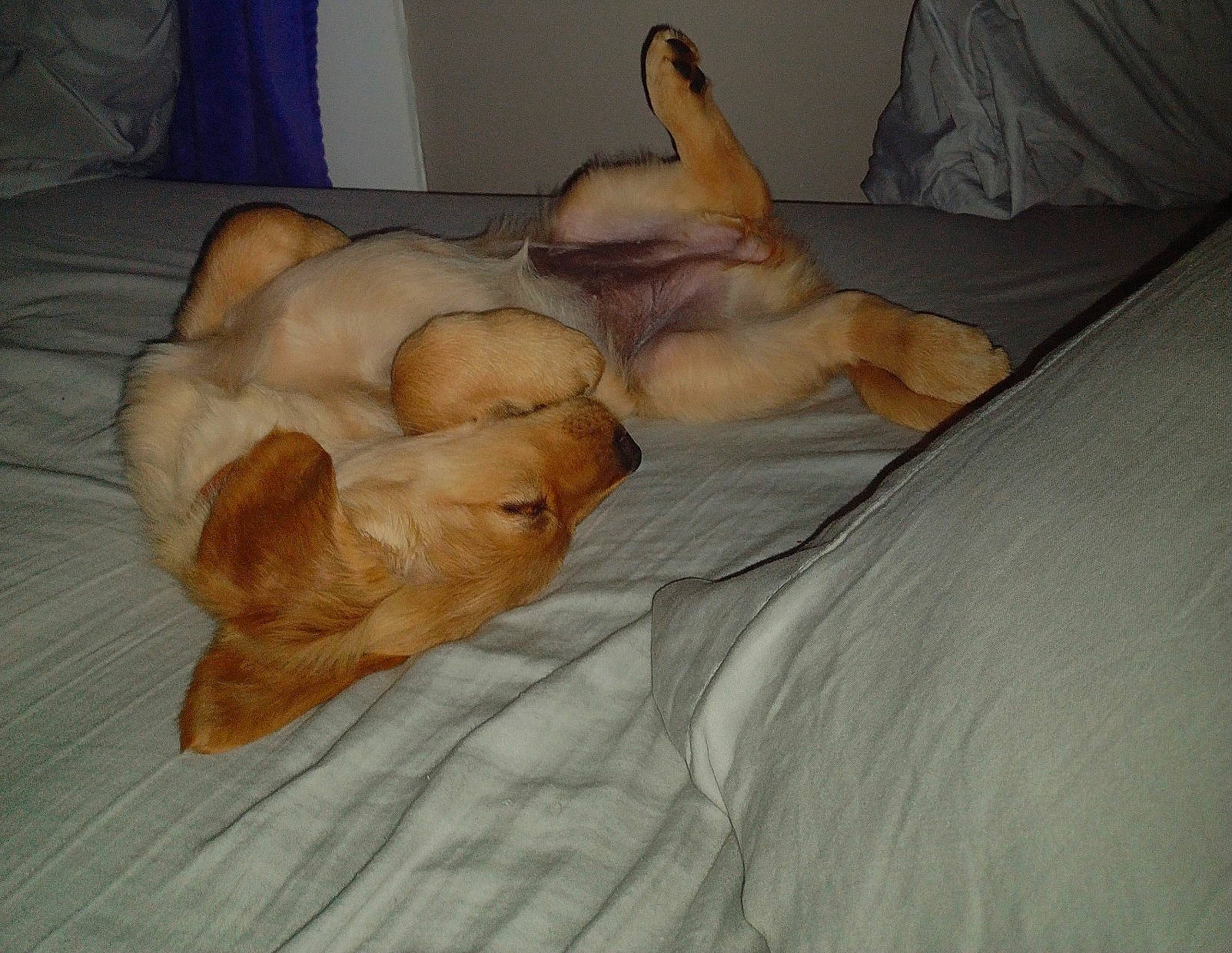 Marley is registered to the contest to win money with this photo: bedding, carnivore, comfort, companion_dog, dog, dog_breed, dog_supply, fawn, felidae, fur, hardwood, linens, paw, retriever, room, small_to_medium_sized_cats, snout, tail, whiskers, wood