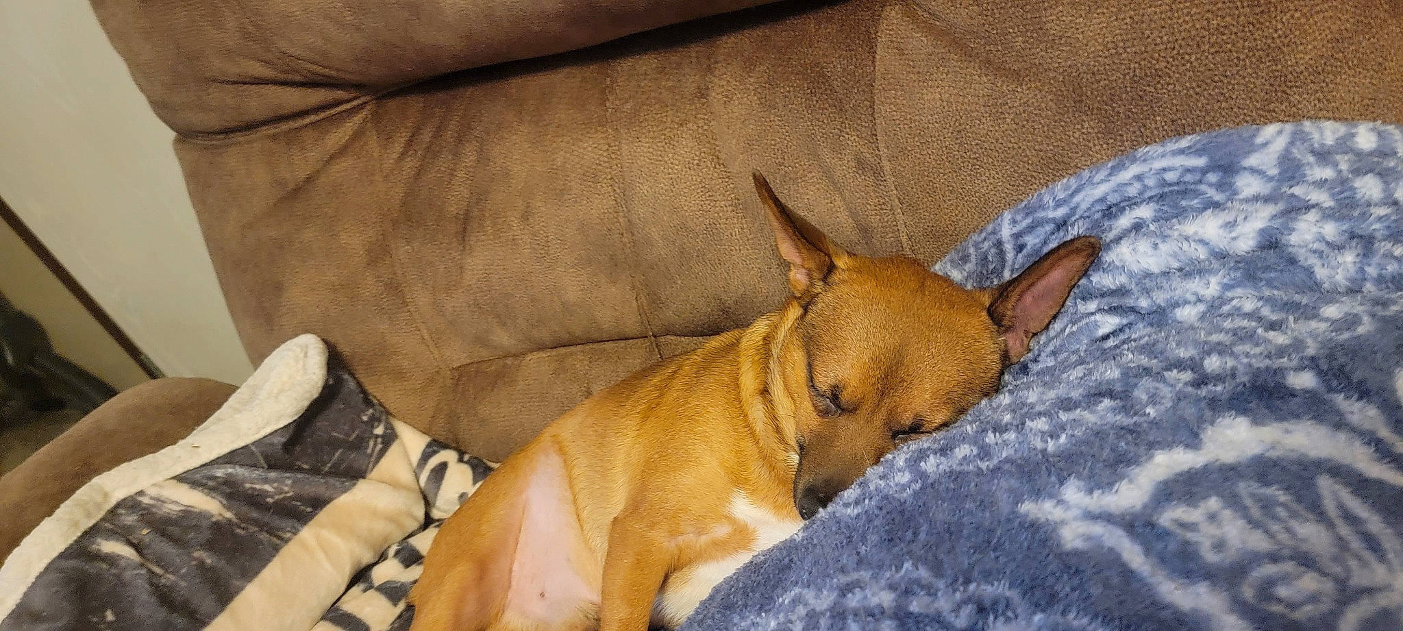 Duke is registered to the contest to win money with this photo: canidae, carnivore, collar, comfort, companion_dog, dog, dog_breed, dog_supply, fawn, linens, non_sporting_group, paw, sporting_group, whiskers, working_animal