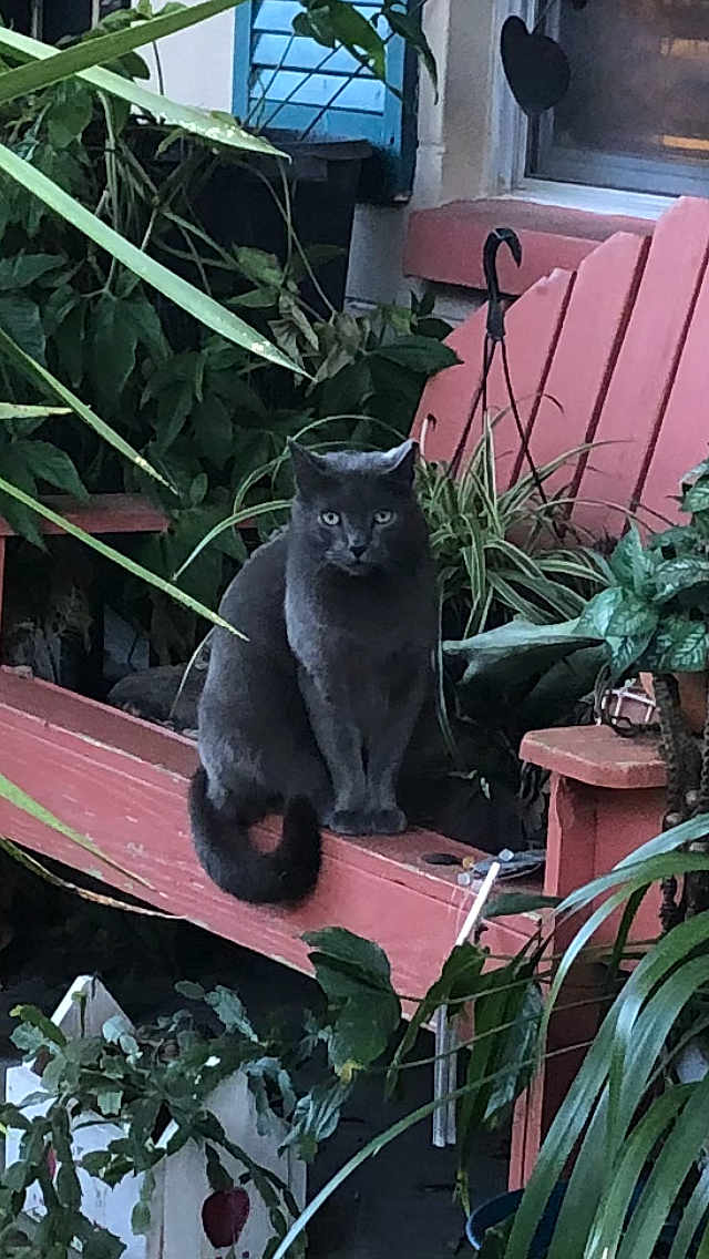 Grey Dog is registered to the contest to win money with this photo: cat, gray_cat, bench, wooden_bench, plants, greenery, garden, outdoor, window, foliage, animal, pet, sitting, plant_pot, leaves, nature, quiet, still_life, daylight, house
