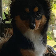 Heidi joined the competition — help win amazing prizes! dog, pet, indoor, window, blanket, fur, ears, black, brown, white, cozy, animal, cute, sitting, portrait, looking, home, natural_light, companion, fluffy