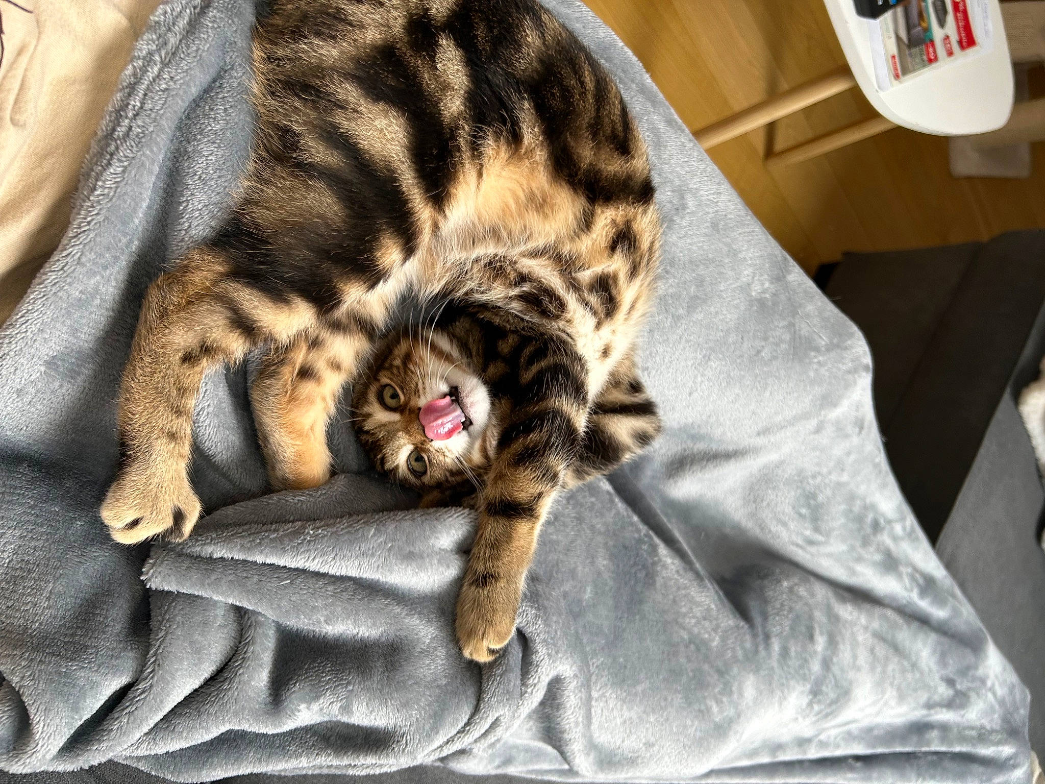Pumba participe au concours pour gagner de l'argent avec cette photo : carnivore, cat, claw, comfort, domestic_short_haired_cat, fawn, felidae, fur, linens, nap, paw, sleep, small_to_medium_sized_cats, snout, tail, terrestrial_animal, whiskers, wildlife