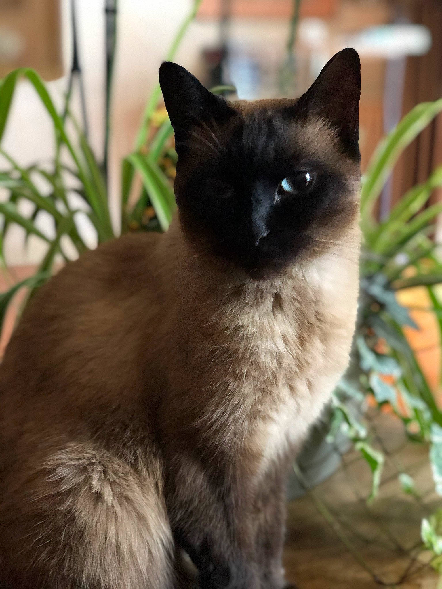 Mimine participe au concours pour gagner de l'argent avec cette photo : balinese, birman, burmese, carnivore, cat, eye, felidae, grass, himalayan, kitten, mammal, plant, ragdoll, siamese, small_to_medium_sized_cats, snout, thai, tonkinese, vertebrate, whiskers