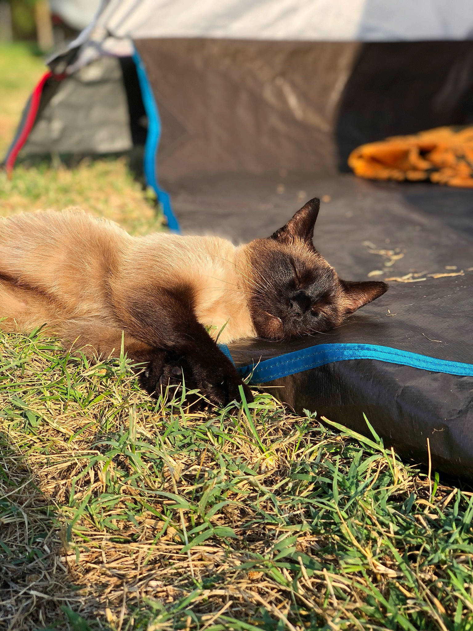 Mimine participe au concours pour gagner de l'argent avec cette photo : burmese, carnivore, cat, fawn, felidae, grass, plant, small_to_medium_sized_cats, snout, tonkinese, whiskers, wildlife