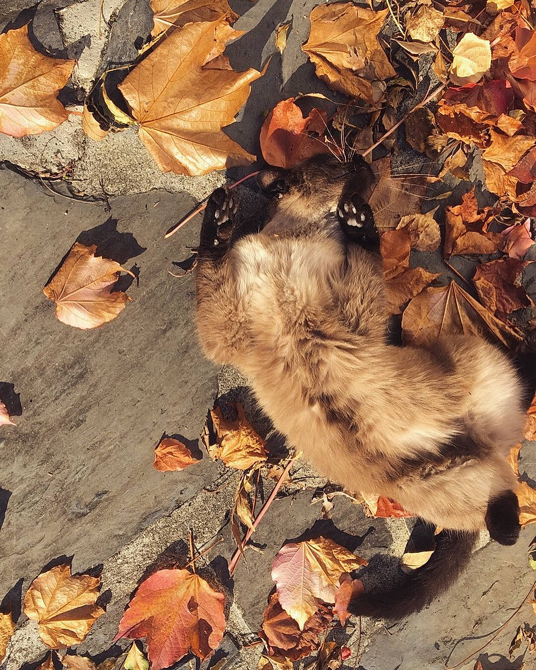 Mimine participe au concours pour gagner de l'argent avec cette photo : autumn, camouflage, deciduous, leaf, plant, shadow, still_life, tree