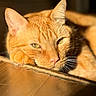 cat, close_up, cozy, ear, feline, ginger_cat, indoor, nose, orange_fur, paw, pet, portrait, relaxed, shadow, shallow_depth_of_field, sleepy, sunlight, tabby, whiskers, wooden_floor