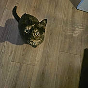 Muffin joined the competition — help win amazing prizes! cat, tortoiseshell_cat, pet, animal, indoor, wooden_floor, looking_up, curious, shadow, flooring, feline, domestic_animal, whiskers, ears, tail, fur, eyes, cute, mammal, companion