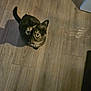 cat, tortoiseshell_cat, pet, animal, indoor, wooden_floor, looking_up, curious, shadow, flooring, feline, domestic_animal, whiskers, ears, tail, fur, eyes, cute, mammal, companion