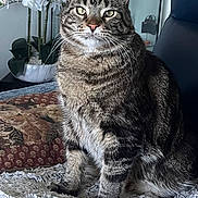 Michou participe au concours pour gagner de l'argent avec cette photo : cat, tabby_cat, pet, feline, animal, indoor, blanket, pillow, flower, orchid, plant, chair, fur, whiskers, eyes, face, sitting, cozy, home, domestic