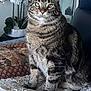 cat, tabby_cat, pet, feline, animal, indoor, blanket, pillow, flower, orchid, plant, chair, fur, whiskers, eyes, face, sitting, cozy, home, domestic