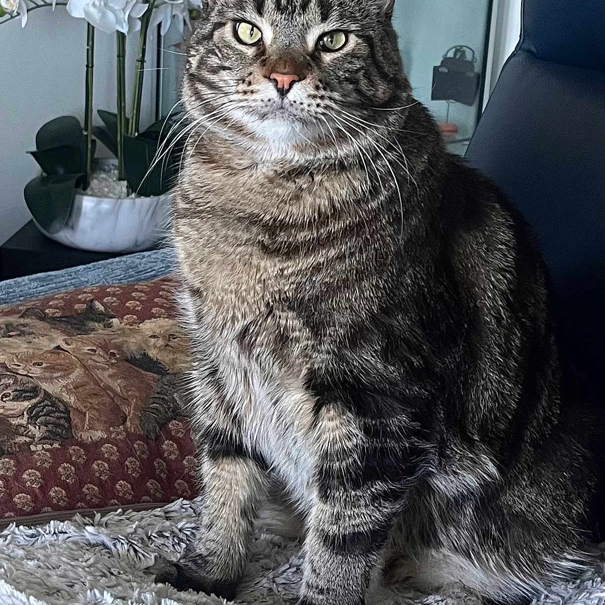 Michou participe au concours pour gagner de l'argent avec cette photo : animal, blanket, cat, chair, cozy, domestic, eyes, face, feline, flower, fur, home, indoor, orchid, pet, pillow, plant, sitting, tabby_cat, whiskers