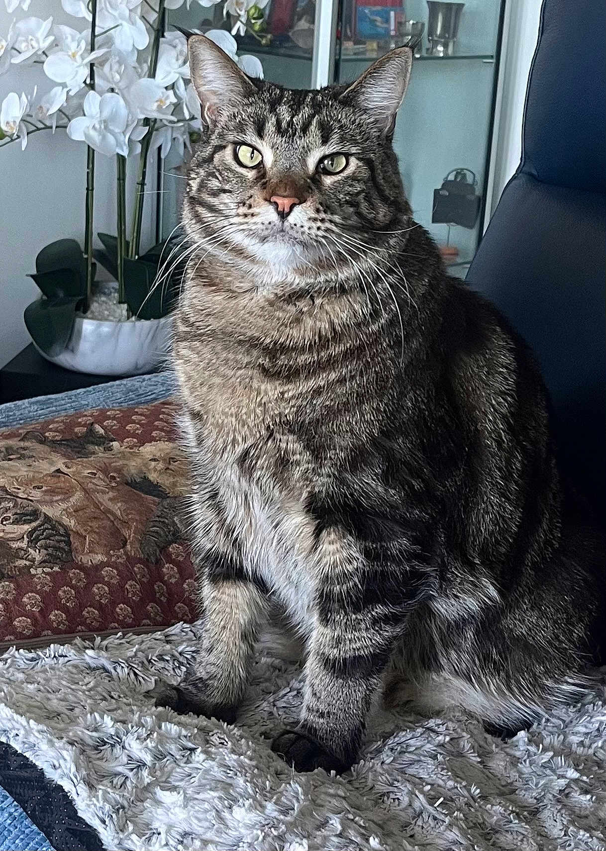 Michou participe au concours pour gagner de l'argent avec cette photo : cat, tabby_cat, pet, feline, animal, indoor, blanket, pillow, flower, orchid, plant, chair, fur, whiskers, eyes, face, sitting, cozy, home, domestic