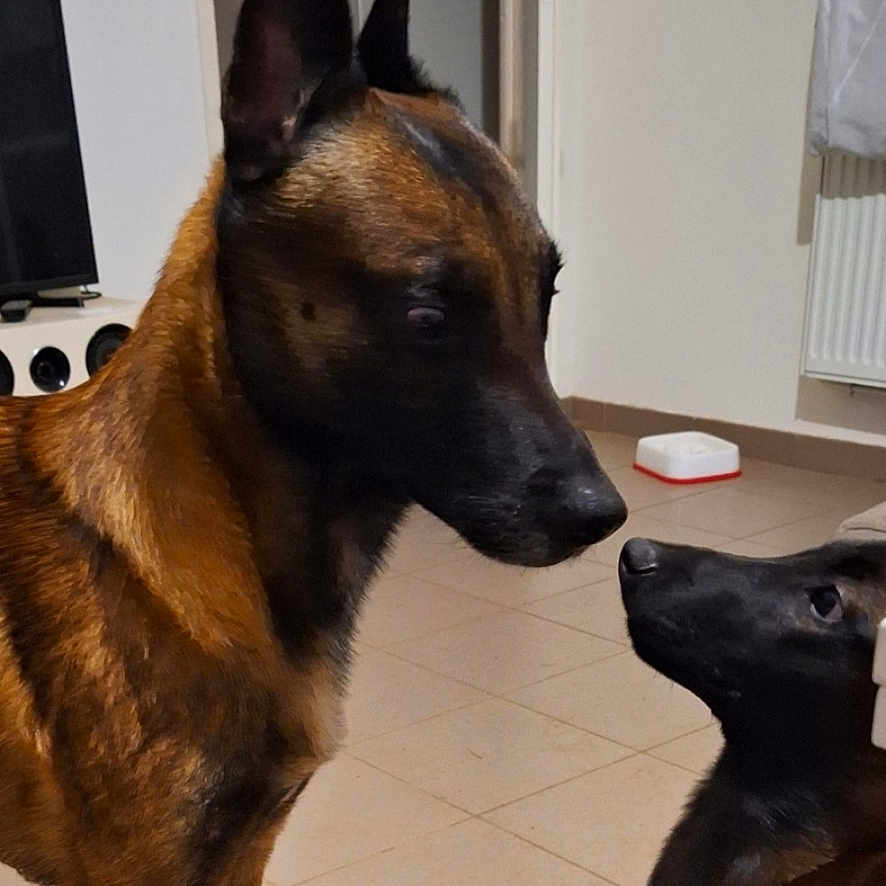 Louigy Et Upsi