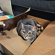 Poppy joined the competition — help win amazing prizes! animal, cardboard_box, cat, closeup, couch, cozy, curious, domestic_cat, fur, furniture, gray_cat, home, indoor, packing_paper, pet, plush_toy, sitting, tabby_cat, whiskers, yellow_eyes