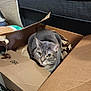 animal, cardboard_box, cat, closeup, couch, cozy, curious, domestic_cat, fur, furniture, gray_cat, home, indoor, packing_paper, pet, plush_toy, sitting, tabby_cat, whiskers, yellow_eyes