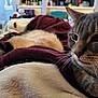 animal, blanket, blurred_background, cat, closeup, companion, cozy, cute, domestic_animal, feline, fur, indoor, mammal, pet, relaxation, resting, sleepy, soft_texture, tabby_cat, whiskers
