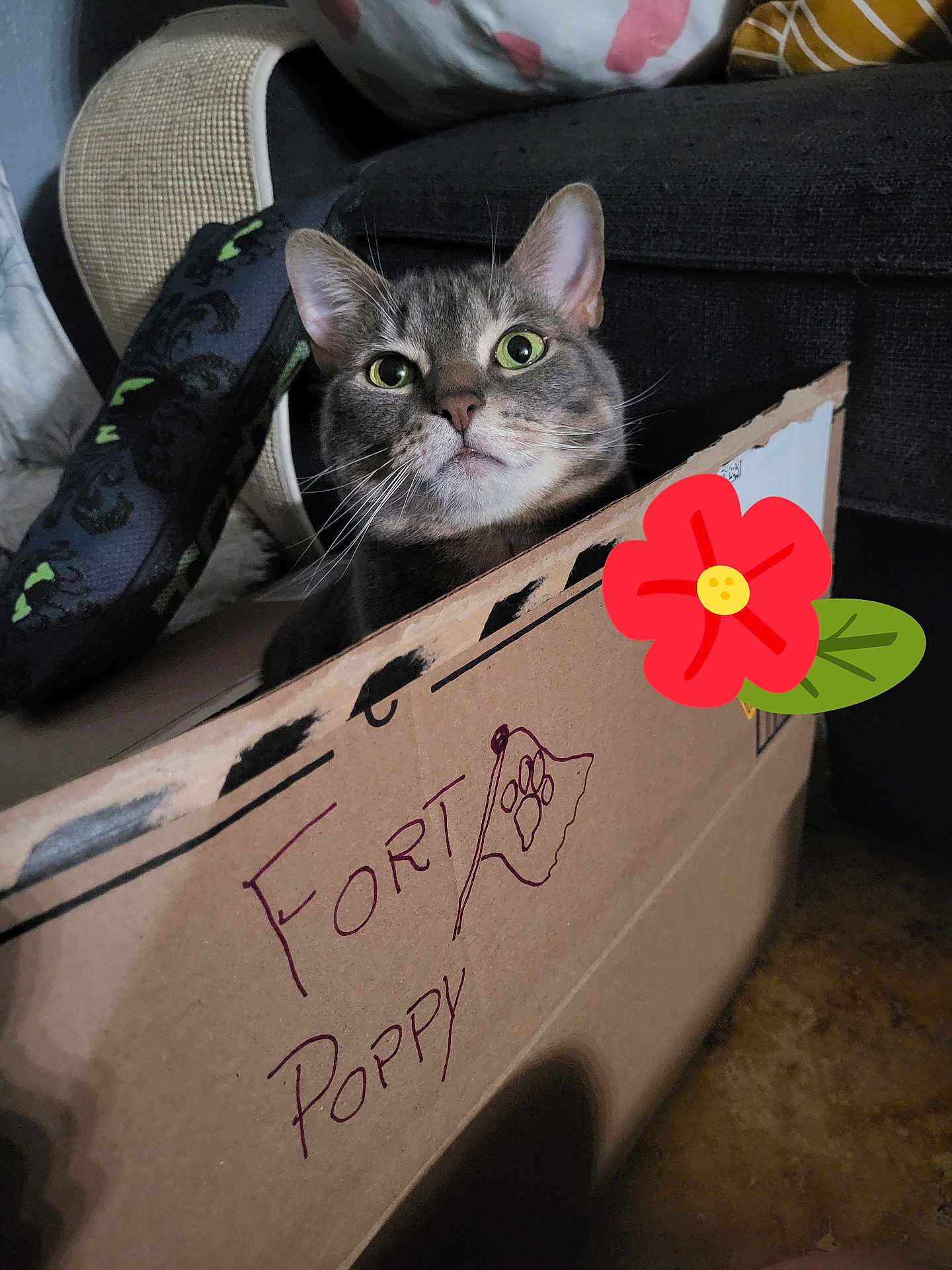 Poppy is registered to the contest to win money with this photo: animal, cardboard_box, cat, cozy, curious, cushion, cute, eyes, face, floor, furniture, handwriting, home, indoor, mammal, paw_print, pet, scratching_post, tabby, whiskers