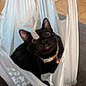 Beans joined the competition — help win amazing prizes! animal, black_cat, cat, close_up, collar, couch, curious, ears, eyes, face, feline, funny, indoors, pet, plastic_bag, portrait, shopping_bag, sitting, whiskers, wide_eyes