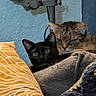 animal, bed, black_cat, blanket, cats, close_up, cozy, cute, ears, furry, green_eyes, home, indoor, pets, pillow, portrait, relaxed, sleeping_area, tabby_cat, whiskers