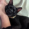 Beans joined the competition — help win amazing prizes! black_cat, cat, kitten, pet, animal, feline, close_up, portrait, lying_down, relaxed, cuddling, human_arm, blanket, cozy, collar, patterned_collar, indoors, home, black_fur, large_ears