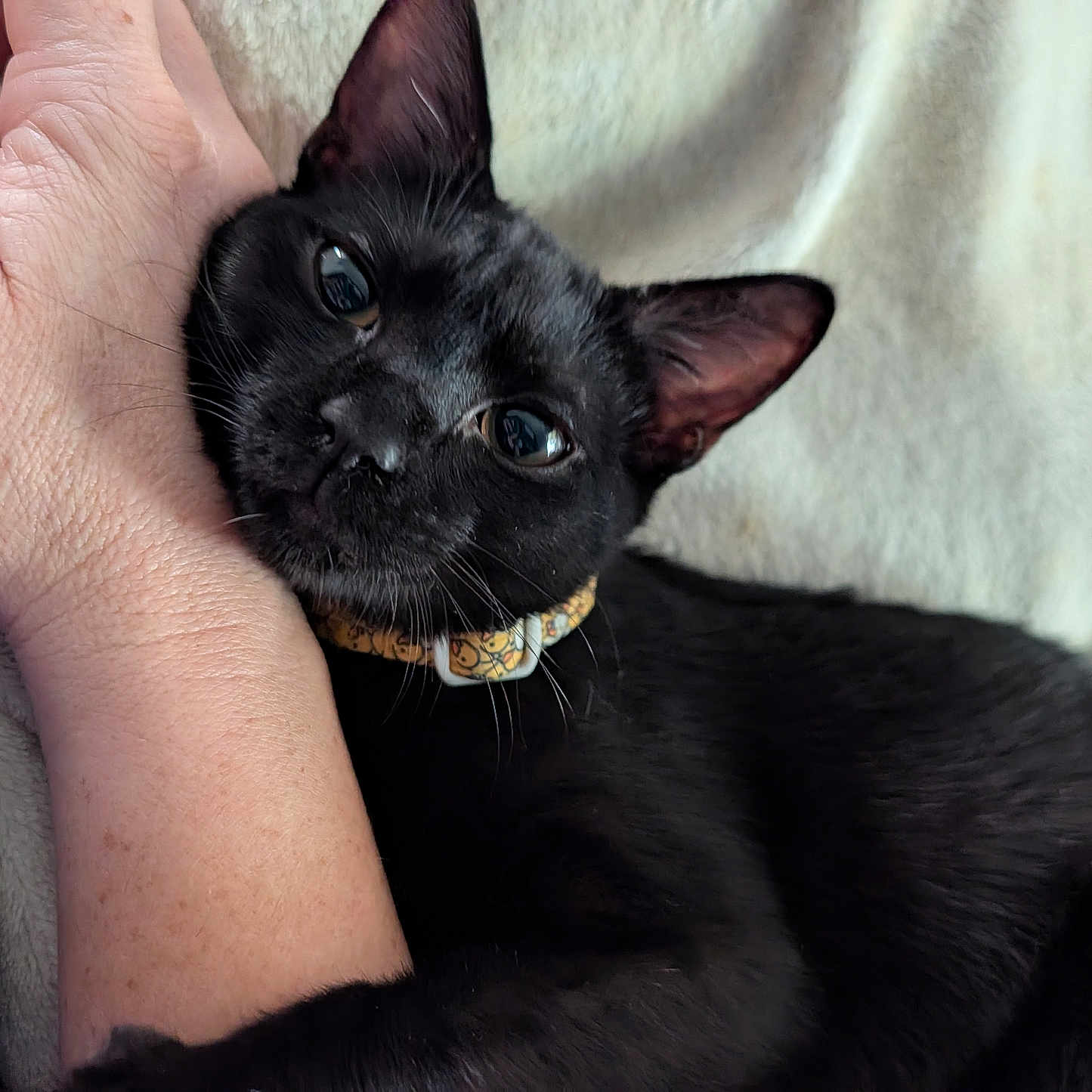 Beans