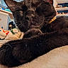 Beans is registered to the contest to win money with this photo: black_cat, cat, feline, sleeping, sleepy, relaxed, whiskers, ears, fur, paws, close_up, portrait, indoor, home, bed, blanket, cozy, resting, pets, nap