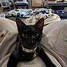 Beans is registered to the contest to win money with this photo: animal, bell, black_cat, black_fur, blanket, cat, close_up, collar, cozy, cute, ears, furniture, home, indoors, kitten, pet, portrait, sitting, whiskers, wide_eyes