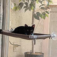 Beans is registered to the contest to win money with this photo: cat, black_cat, pet, animal, feline, indoors, window, window_hammock, mesh_hammock, plant, houseplant, leaves, pot, home, portrait, staring, green_eyes, perched, curious, photography