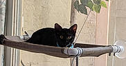 Beans is registered to the contest to win money with this photo: animal, black_cat, cat, curious, feline, green_eyes, home, houseplant, indoors, leaves, mesh_hammock, perched, pet, photography, plant, portrait, pot, staring, window, window_hammock
