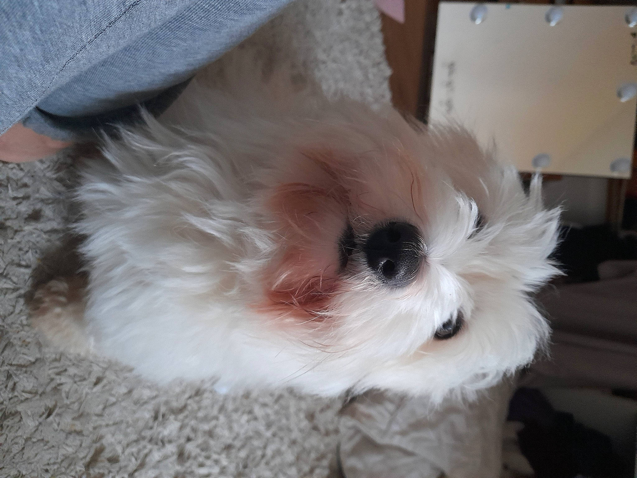 Roxy a rejoint le concours — aidez-le/la à gagner de superbes lots ! ball, canidae, carnivore, companion_dog, dog, dog_breed, eye, fawn, fur, helmet, maltepoo, non_sporting_group, puppy, small_terrier, snout, sporting_group, tail, toy_dog, whiskers, working_animal